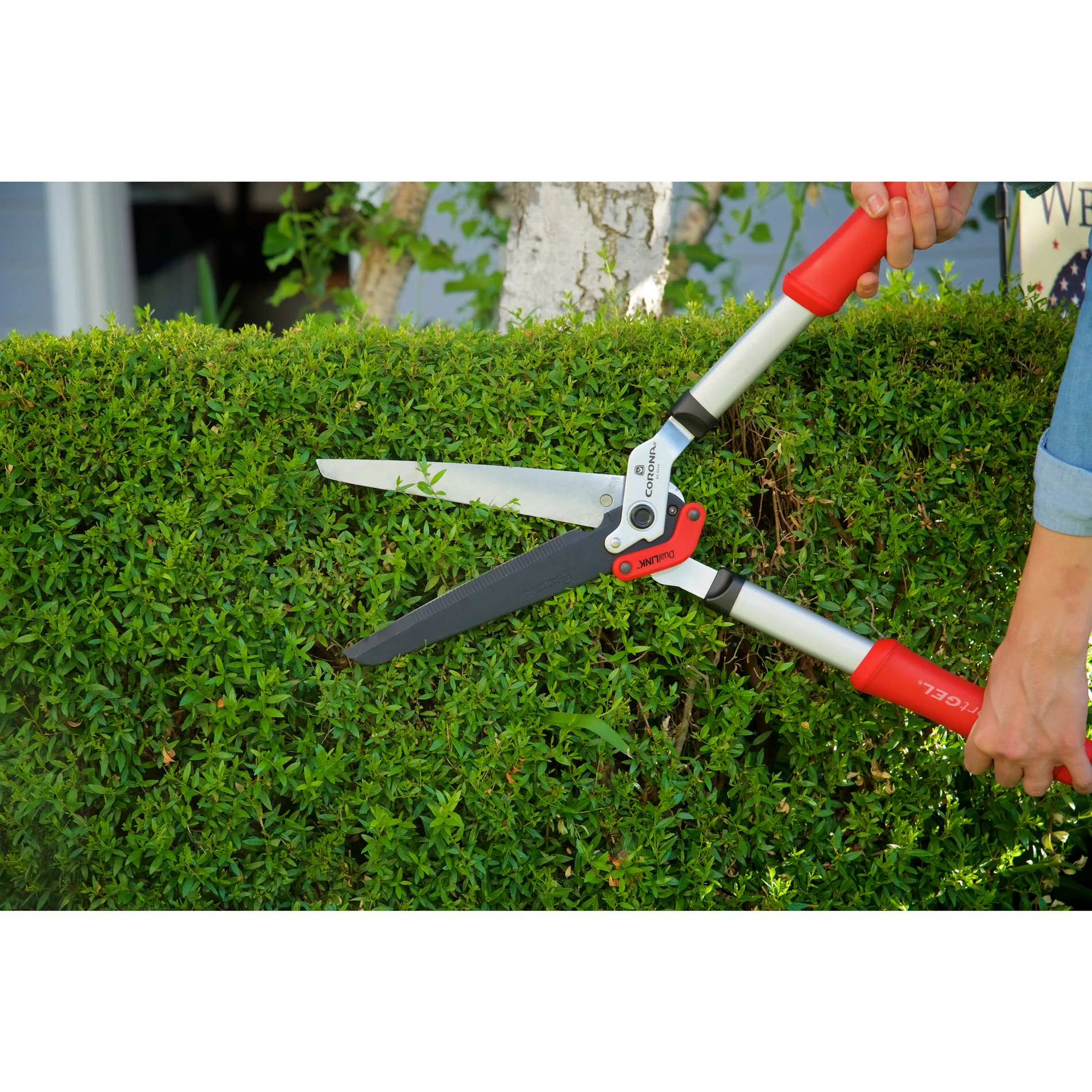 Master Your Garden with Corona